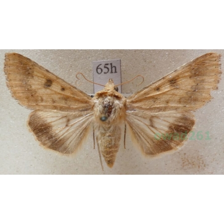 Helicoverpa armigera (Hübner, 1808) Słonecznica orężówka Czech65h